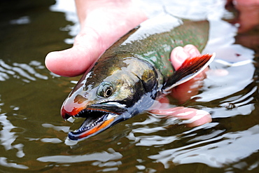 Spawning Dolly Varden char fished on Deep Creek on the Western Kenai Peninsula, Alaska September 2009.  Flowing into Cook Inlet north of Homer, the waters of Deep Creek and the Anchor River host late fall runs of wild steelhead.