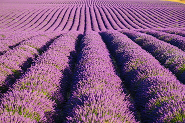 Rows of purple lavender in height of bloom in early July in a field on the Plateau de Valensole near Puimoisson, Provence-Alpes-Côte d'Azur, France, Puimoisson, Provence-Alpes-Côte d'Azur, France