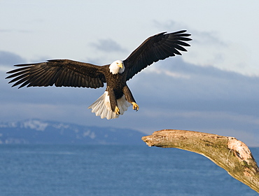 bald eagle (Haliaeetus leucocephalus) landing in dead tree, Homer, Alaska, Homer, Alaska