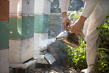 Man in beekeeping suit smoking beehives, Huntingdon Valley, Pennsylvania, United States