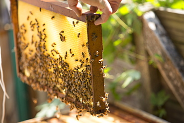 A beeswax honeycomb frame crawling with honeybees from a beehive, Huntingdon Valley, Pennsylvania, United States