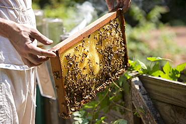 Man?s hands holding a beeswax honeycomb frame crawling with honeybees from a beehive, Huntingdon Valley, Pennsylvania, United States