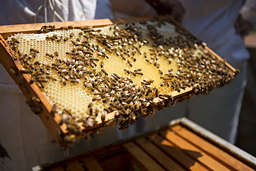 Holding a beeswax honeycomb frame crawling with honeybees from a beehive, Huntingdon Valley, Pennsylvania, United States