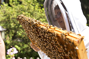 Young woman holding and inspecting a beeswax honeycomb frame crawling with honeybees from a beehive, Huntingdon Valley, Pennsylvania, United States