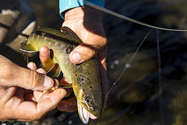 The brook trout shows off its colors before being release back into the creek, Colorado, USA