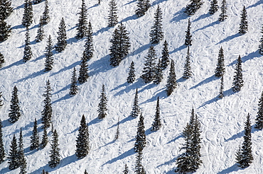 Pine trees interspersed on bell mountain trail on Aspen Mountain in Aspen, Colorado, USA, Aspen, Colorado, USA