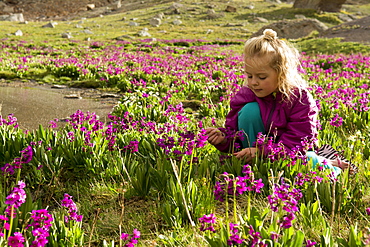 A young girl sitting in a Parry's Primrose meadow at a small tarn near Columbine Lake in the San Juan National Forest, Silverton, Colorado, Silverton, Colorado, usa