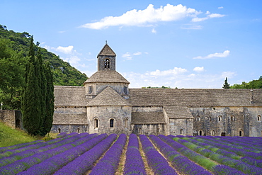 Lavender fields in full bloom in early July in front of Abbaye de Sénanque Abbey, Vaucluse, Provence-Alpes-Côte d'Azur, France