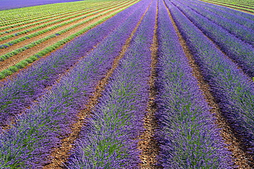 Lavender field after workers began harvesting the first rows of lavender in early July, Plateau de Valensole, Puimoisson, Provence-Alpes-Côte d'Azur, France