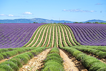 A lavender field in full bloom after the first rows of lavender have been cut as the harvest begins, Plateau de Valensole, near Puimoisson, Provence-Alpes-Côte d'Azur, France