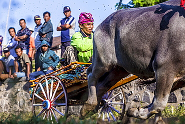 Buffalo race. Bali island. Indonesia. ?Makepung? in the Balinese language means buffalo racing. This unique spectacle is practiced by farmers from the North Western Jembrana region of Bali.