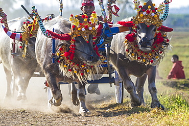 Buffalo race. Bali island. Indonesia. ?Makepung? in the Balinese language means buffalo racing. This unique spectacle is practiced by farmers from the North Western Jembrana region of Bali.