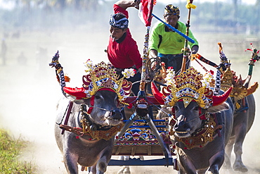 Buffalo race. Bali island. Indonesia. ?Makepung? in the Balinese language means buffalo racing. This unique spectacle is practiced by farmers from the North Western Jembrana region of Bali.