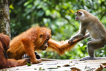 A child Sumatran orangutan (Pongo abelii) fights with a macaque  over a banana in Gunung Leuser National Park in Northern Sumatra.
