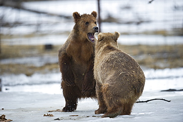 Kodiak Bear Cubs in the Alaska Wildlife Conservation Center, Girdwood, Alaska.