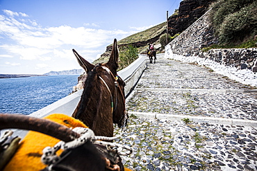 Donkey walking up steps on a hillside in Santorini, Greece.