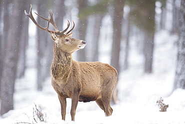 Red deer Cervus elaphus, Stag in snowfall, Highlands,Scotland