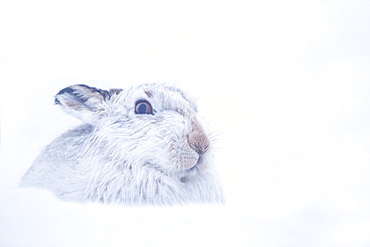 Mountain Hare,Lepus timidus Close up portrait of an adult in its white winter coat trying to conceal itself in the snow. February. Scotish Mountains, Scotland, UK.