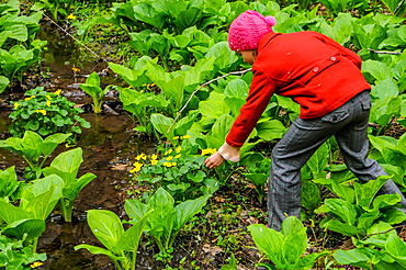 A girl picks flowers near water in North Park Pittsburgh pa in the early spring