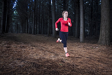 Female athlete running on a trail through a pine plantation in North West Tasmania.