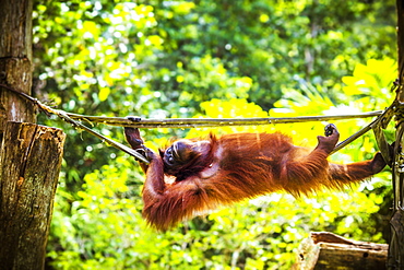 Relaxing orangutan.