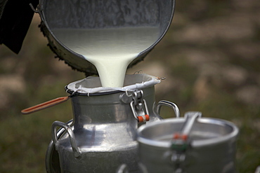 A shepherd collects milk in Villaluenga del Rosario, in the Sierra de Grazalema National Park, Cadiz province, Andalusia, Spain