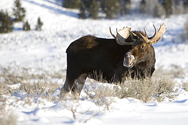 A bull moose pauses in the snow in winter in Grand Teton National Park, Wyoming.