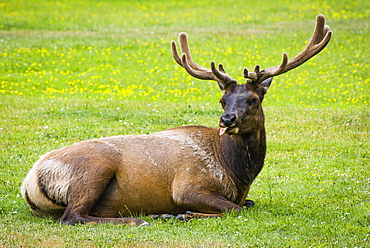 Elk laying down in green field sticks out tongue,  Redwood National Park, California