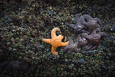 Orange sea star next to group of purple sea stars on tidepool rock, Indian Beach, Ecola State Park, Oregon