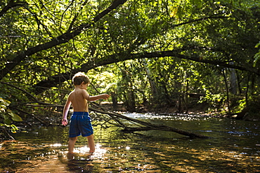 Toddler boy explores creek under canopy of trees in Bidwell Park, Chico, California.