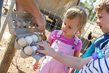 Toddler boy and girl observe different colored eggs from local farm's chickens in Chico, California.