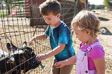 Toddler boy and girl feed goats on local farm in Chico, California.