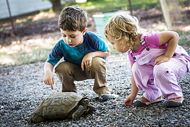 Toddler boy and girl observe pet tortoise on local farm in Chico, California.