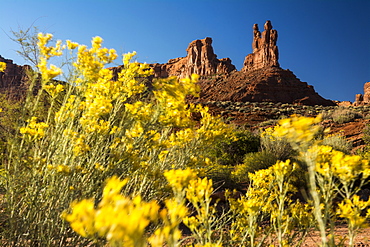 Yellow Rabbit Brush blooms in front of red sandstone towers in Valley of the Gods, Mexican Hat, Utah.