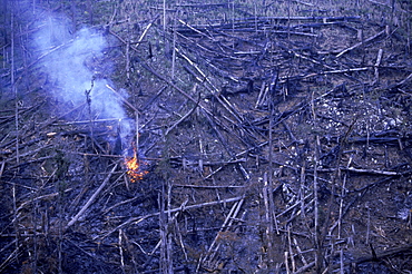 Slash and burn agriculture turns virgin forests into farmland.