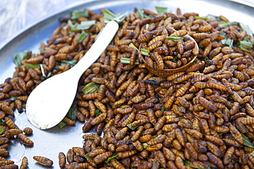 bamboo worms is a local gourmet food in Thailand