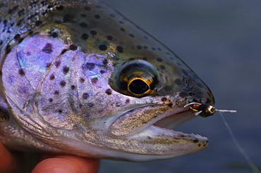 Fly fishing Patagonia, Argentina,