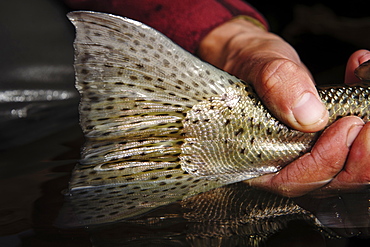 Releasing a trout back into a river in Patagonia, Argentina.