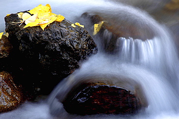 Golden cottonwood leaves on a rock in McGee Creek, Eastern Sierra, CA