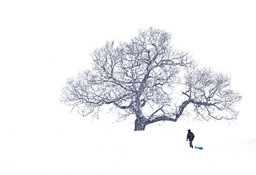 Lone Man pulling sledge under tree in heavy snowfall