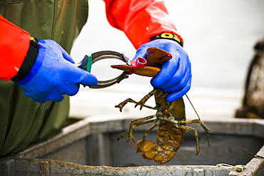 A fisherman puts a rubber band on a lobster claw while fishing off the coast of Prince Edward Island in Canada.