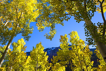 Backlit quaking aspen trees (Populus tremuloides) in Telluride, Colorado.