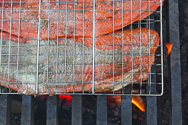 Freshly caught sockeye salmon filets grill over a fire at a campground on the Copper River near Chitina, Alaska.