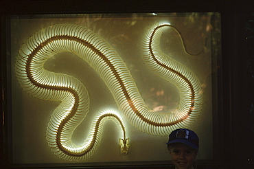 A boy looks at a glowing snake skeleton at a Florida zoo.