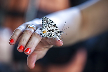 A butterfly rests on a woman?s hand on a boat traveling down the Tambopata River in Peru's Amazon Jungle.