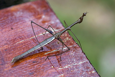 A stick insect is photographed in Peru's Amazon Jungle.