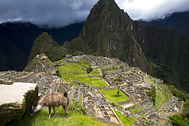 A llama is photographed at the ancient site of Machu Pichu in Cusco, Peru.