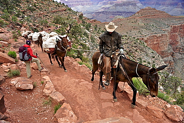 Female hiker waits for pack horses to pass on the South Kaibab Trail in Grand Canyon National Park north of Williams, Arizona May 2011.  The South Kaibab Trail starts on the south rim of the Colorado Plateau and follows a ridge out to Skeleton Point allowing for 360-degree views of the canyon then down to the Colorado River.  At the Colorado River the trail connects with the North Kaibab trail as part of the Arizona Trail system, that crosses the state of Arizona from Mexico to Utah.