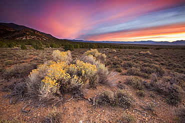 Sagebrush in bloom, central Nevada