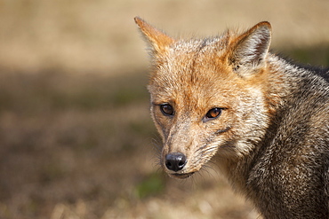 A Patagonian Fox (Lycalopex griseus) in Chile's Torres del Paine National Park.